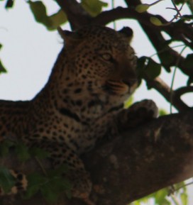 A leopard in a sausage tree